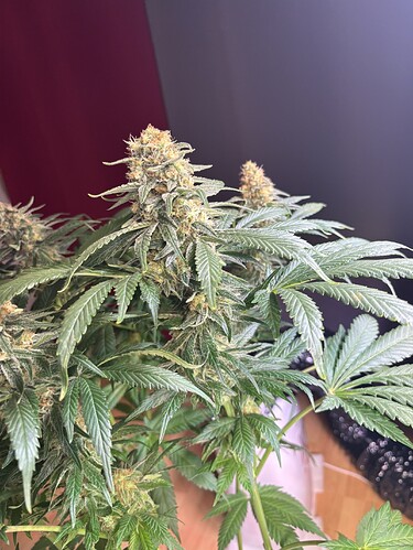 Growreport Bild 11