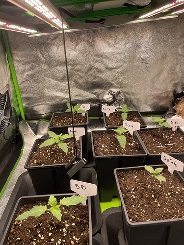 Growreport Bild 6