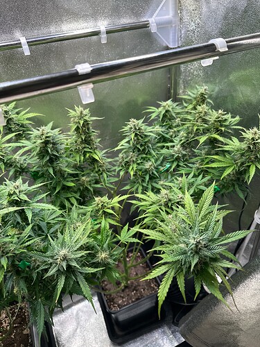 Growreport Bild 76