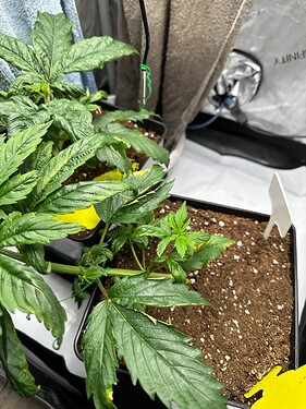 Growreport Bild 5
