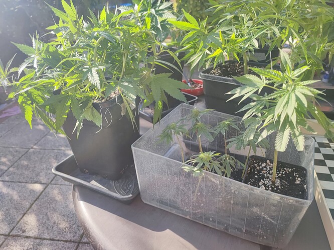Growreport Bild 31