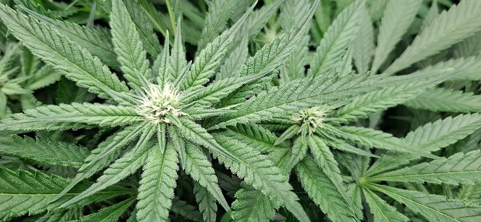 Growreport Bild 4