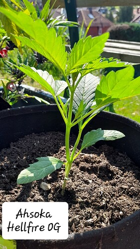 Growreport Bild 15