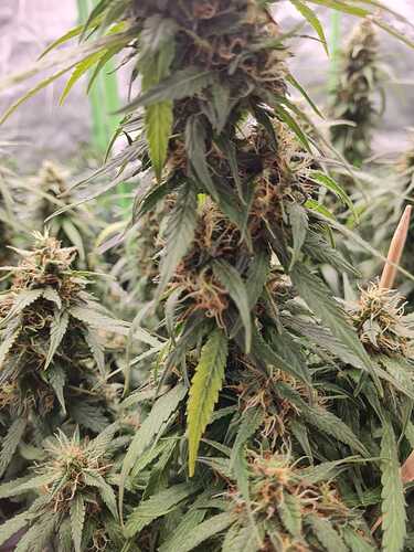 Growreport Bild 29