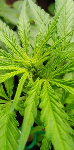 Growreport Bild 19