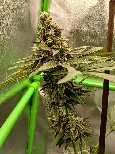 Growreport Bild 19