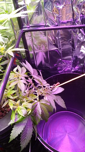 Growreport Bild 7