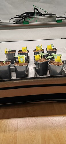 Growreport Bild 3