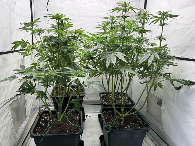 Growreport Bild 3