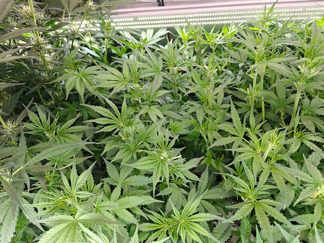 Growreport Bild 11