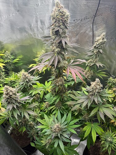 Growreport Bild 22