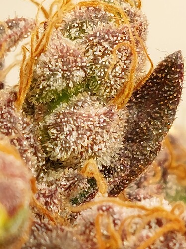 Growreport Bild 4