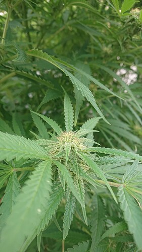 Growreport Bild 13