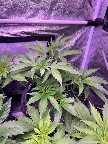 Zwei junge Cannabis-Pflanzen in einer Growbox unter violettem Licht.
