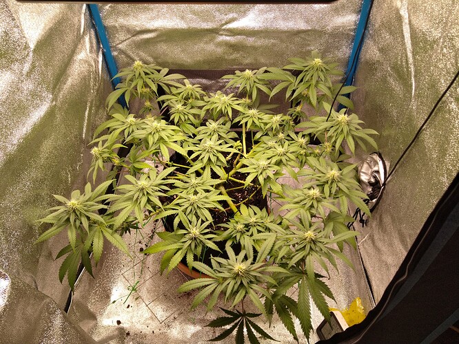 Growreport Bild 7