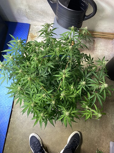 Growreport Bild 43