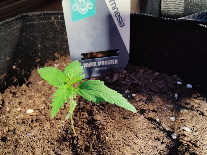 Growreport Bild 5