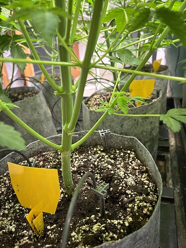 Growreport Bild 5