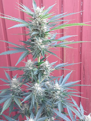 Growreport Bild 108