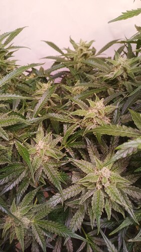 Growreport Bild 8