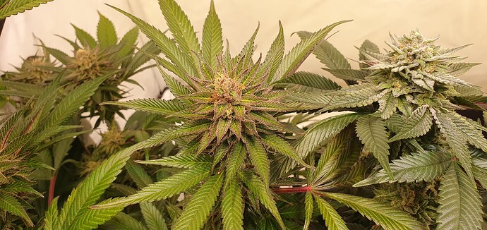 Growreport Bild 5