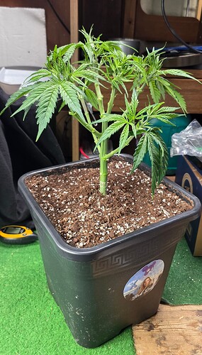 Growreport Bild 3