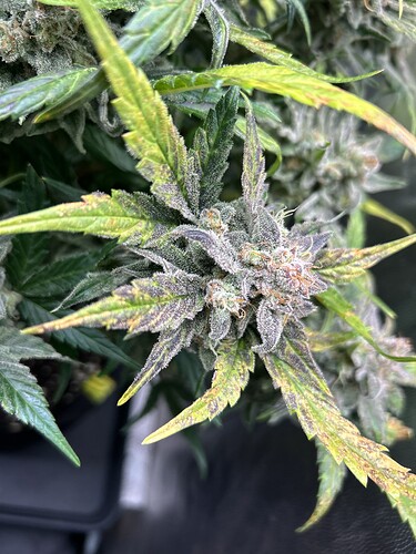 Growreport Bild 5
