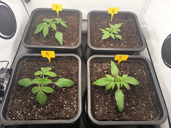 Growreport Bild 7
