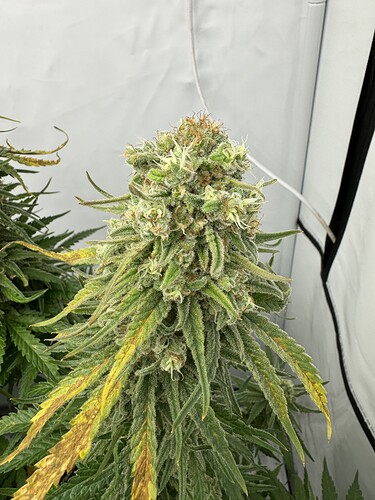 Growreport Bild 4