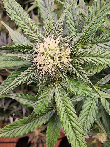 Growreport Bild 8