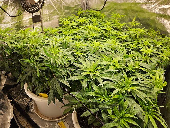 Growreport Bild 6