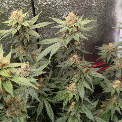 Growreport Bild 22