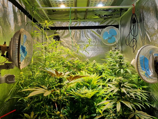 Mehrere Cannabis-Pflanzen in einem Zelt, die sich im Wuchs befinden, mit drei Ventilatoren und einer LED-Lampe.