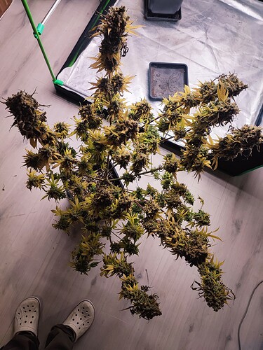 Growreport Bild 125