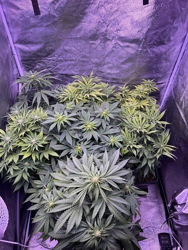 Growreport Bild 1