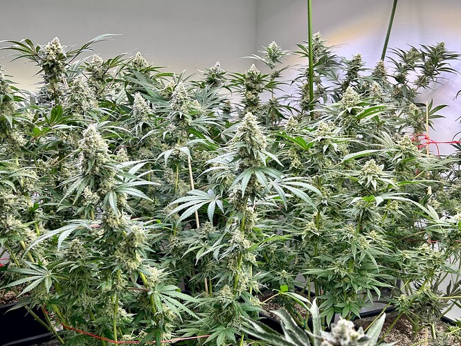 Growreport Bild 6