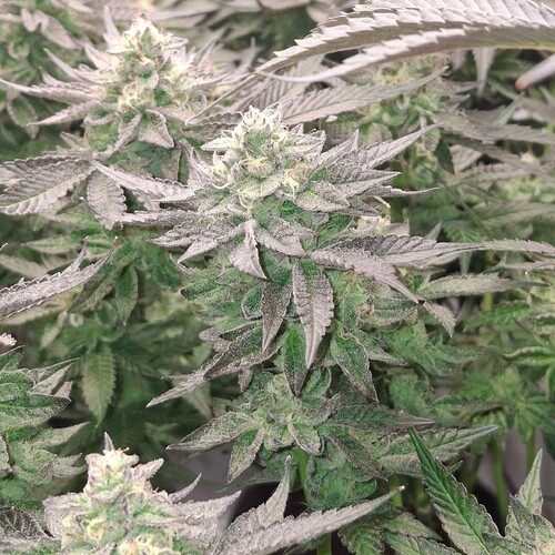 480447078_122168809640293599_299353173394775029_n