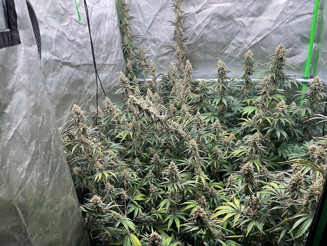 WhatsApp Image 2025-11-03 at 00.14.06