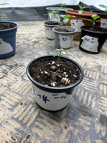 Growreport Bild 5