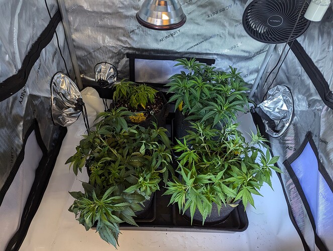 Growreport Bild 1