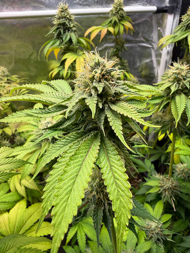 Growreport Bild 6