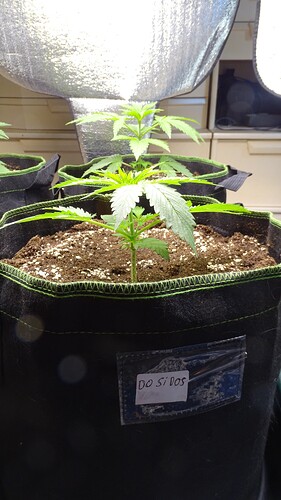 Growreport Bild 4