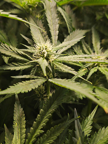 Growreport Bild 49