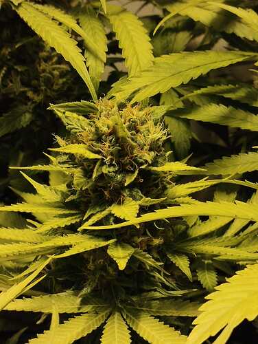 Growreport Bild 10