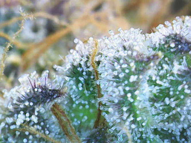 Growreport Bild 13