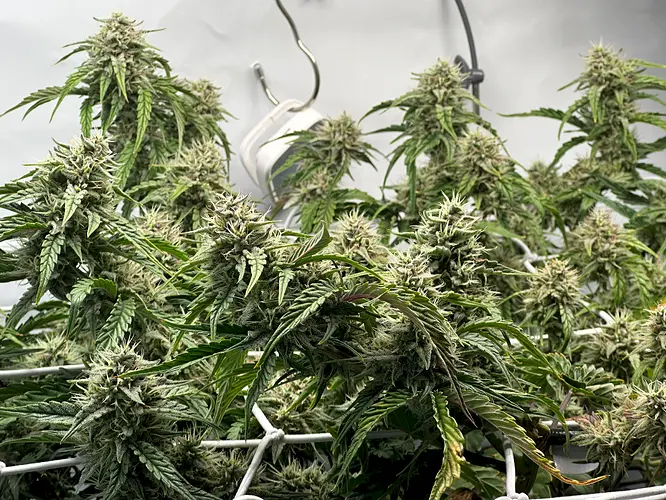 Growreport Bild 9