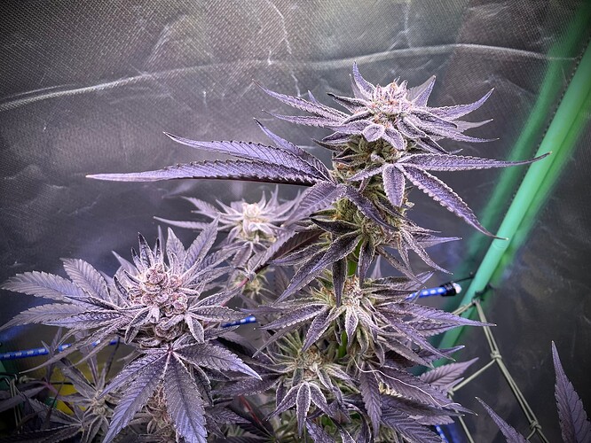 Growreport Bild 7