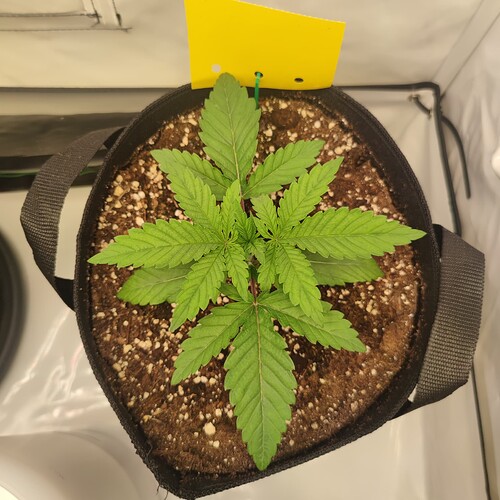 Growreport Bild 9