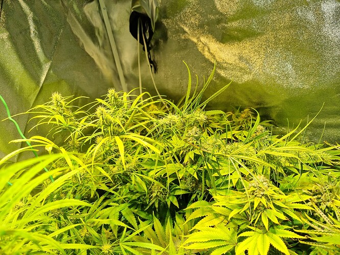 Eine Cannabis-Pflanze in der Blütephase, die in einem Zelt wächst, mit sichtbaren Blütenständen und langen, dünnen Blättern.