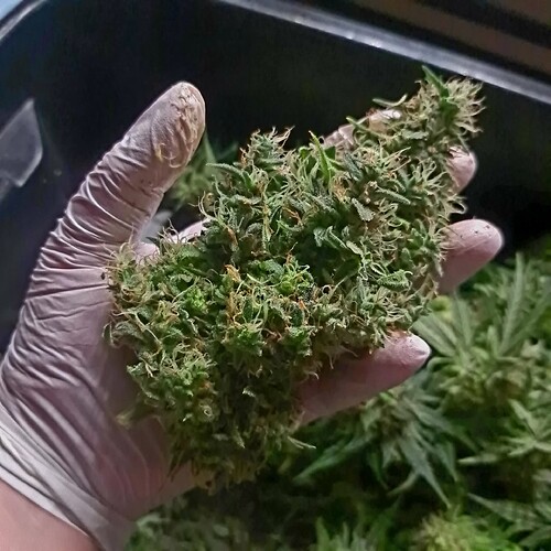 Growreport Bild 19